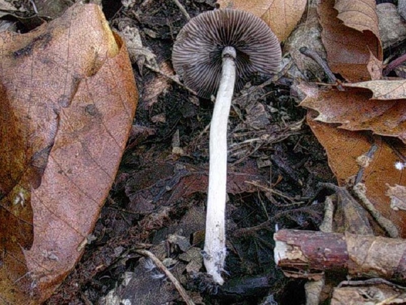 469 Ottobre vecchio ritrovamento